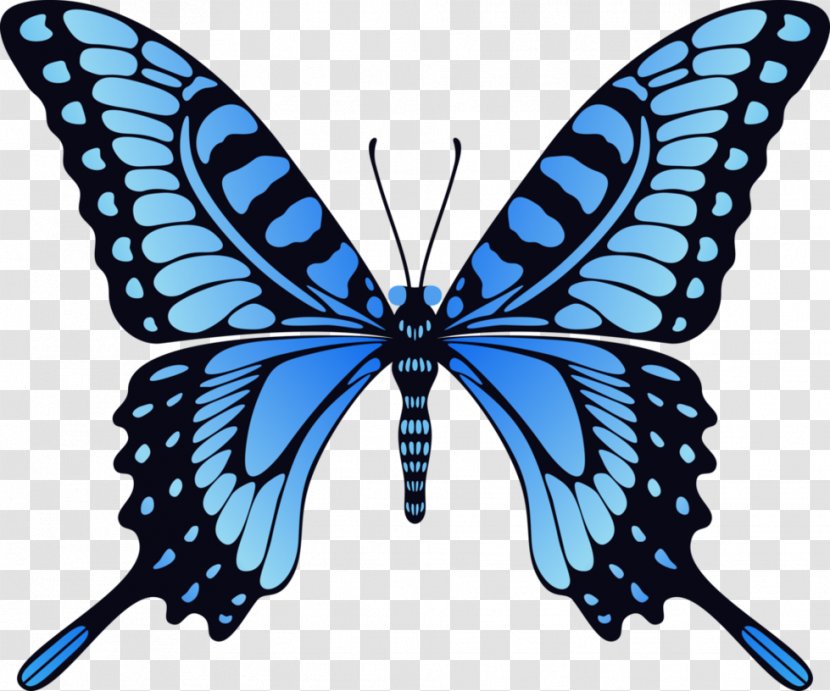Monarch Butterfly Animation Film - Moths And Butterflies - Blue Image Transparent PNG