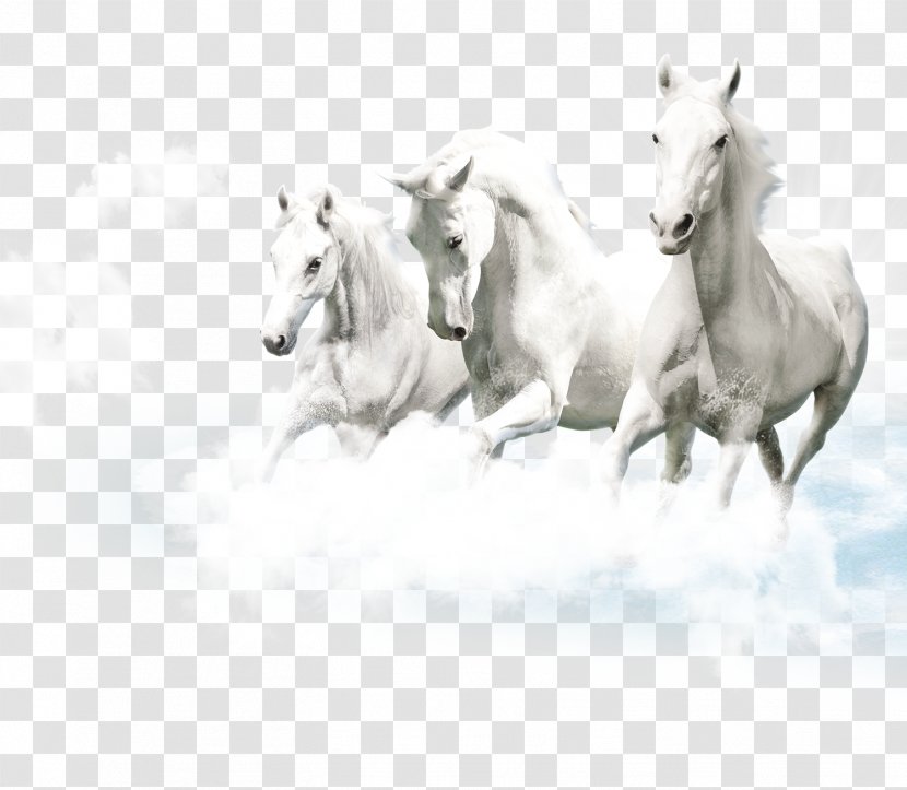 Friesian Horse Lipizzan White Ceramic Wallpaper - Pegasus Element Transparent PNG