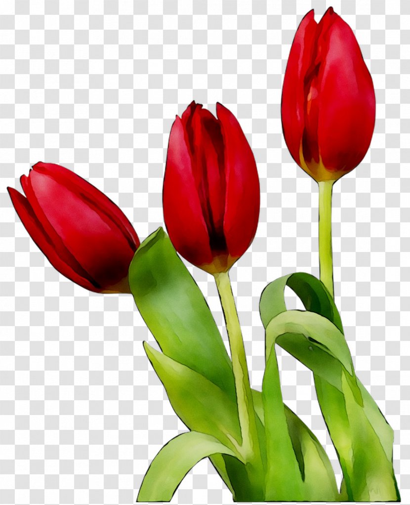 Tulip Image Cartoon Flower Animation - Lady - Artificial Transparent PNG