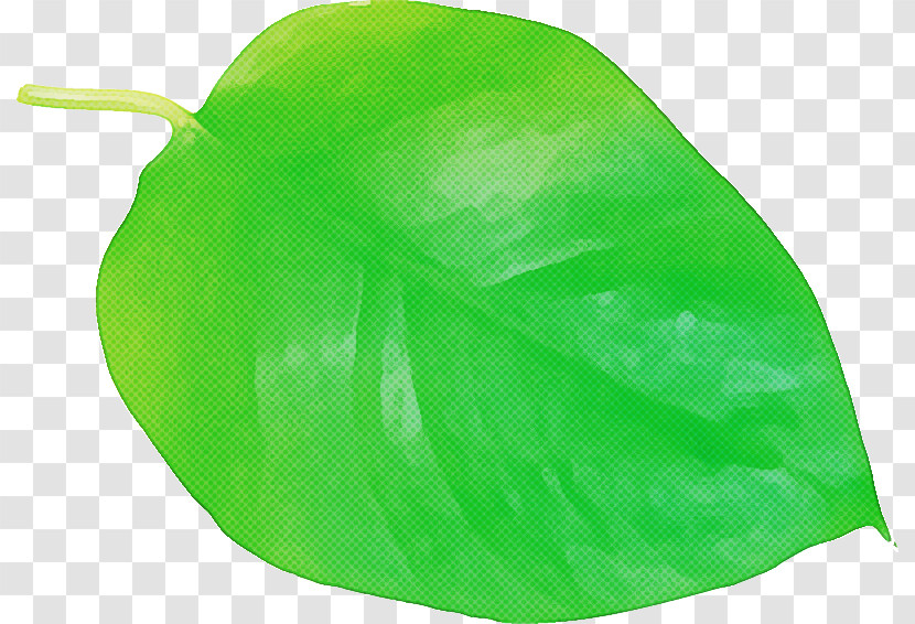Leaf Green Fruit Biology Plants Transparent PNG