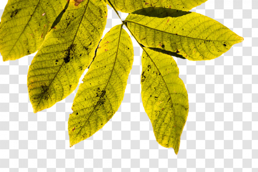 Leaf Science Plants Plant Structure Biology Transparent PNG