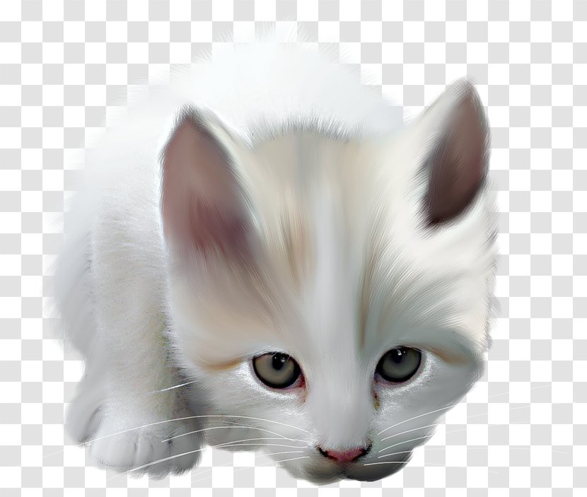 Maine Coon Brazilian Shorthair Persian Cat Turkish Angora Mouse - Ragdoll - Ears Kitten Transparent PNG