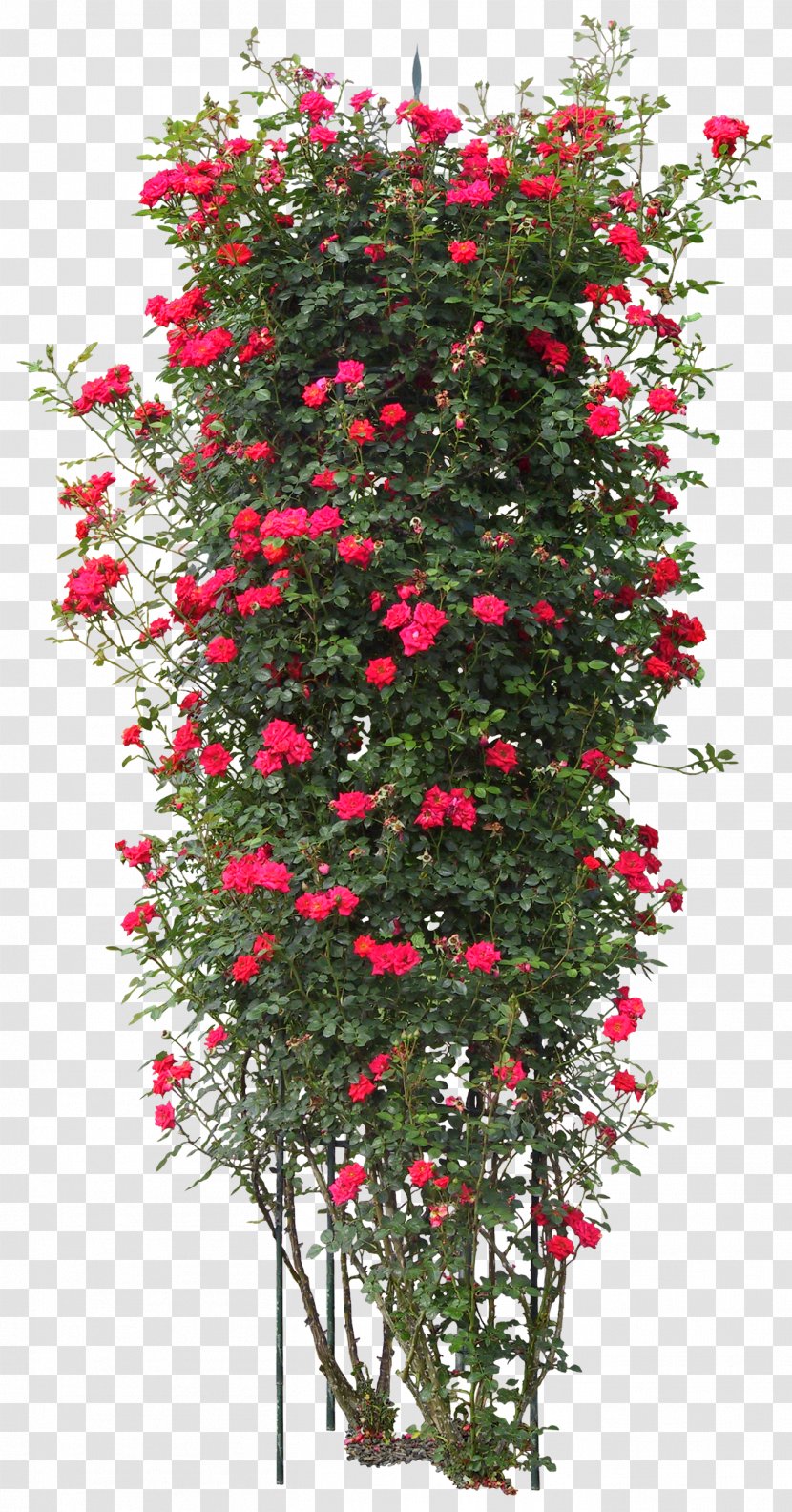 Quercus Suber Tree Plant Rose - Christmas Decoration - Bushes Transparent PNG