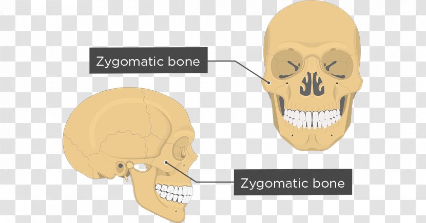 Zygomatic Bone Anatomy Maxilla Human Body - Temporal - Face Transparent PNG
