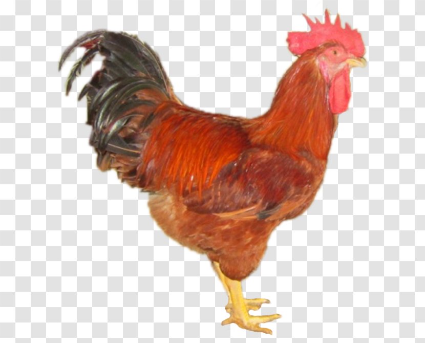 Rooster Gà Ta Lai Bệnh Cầu Trùng Daftar Jenis Ayam Poultry - Coccidiosis - Goat Transparent PNG