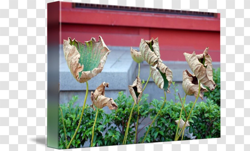 Fauna Ecosystem Organism Plant Animal - Grass - Lotus Leaves Transparent PNG