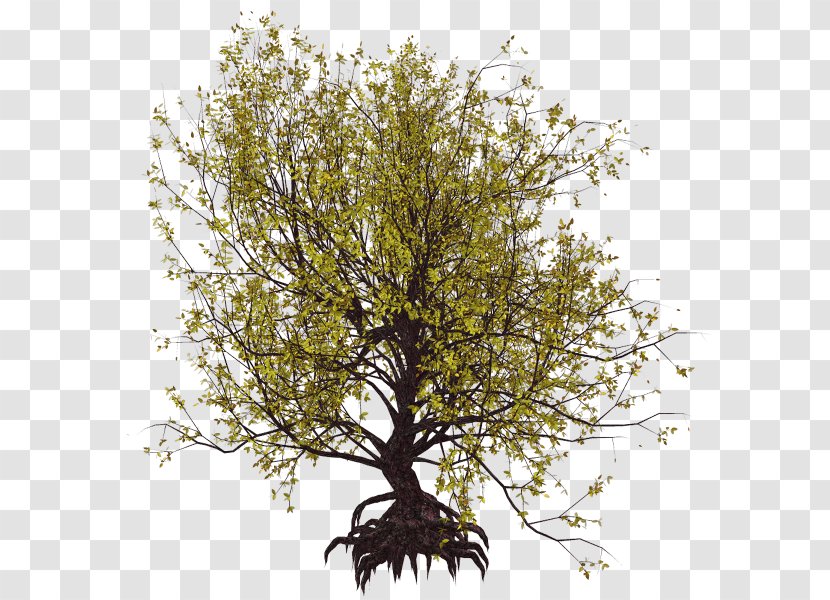 Shrub Web Page Tree Clip Art - Branch - Woody Plant Transparent PNG