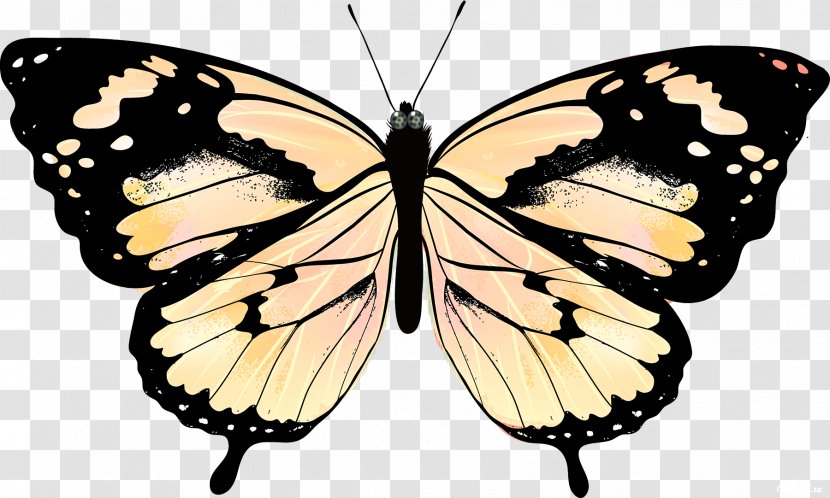 Butterfly Drawing Royalty-free - Monarch - Butterflies Transparent PNG