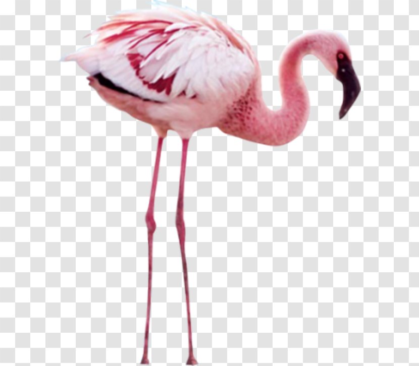 Flamingo Clip Art - Pink - Flamingos Transparent PNG