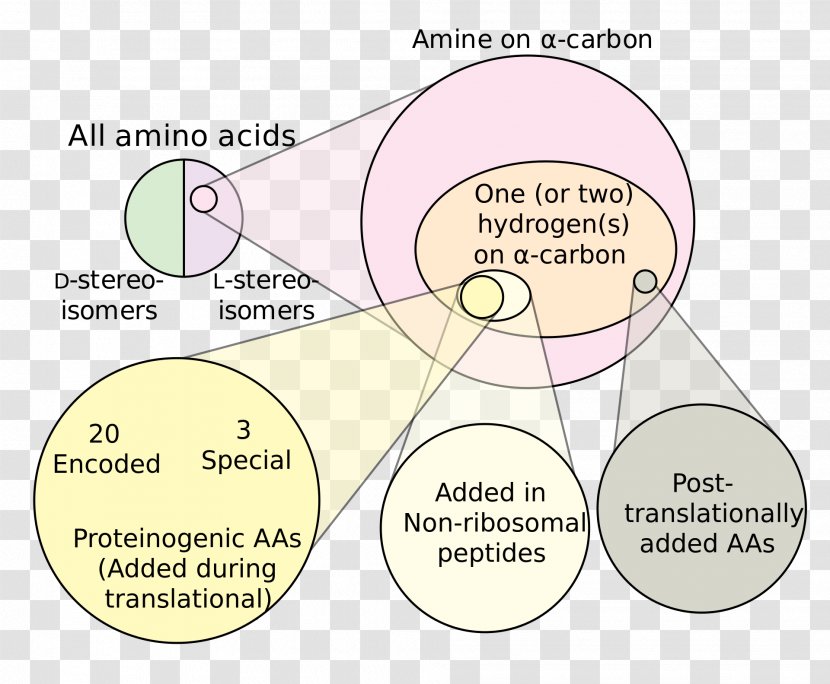Non-proteinogenic Amino Acids Branched-chain Acid - Joint - Negation Transparent PNG