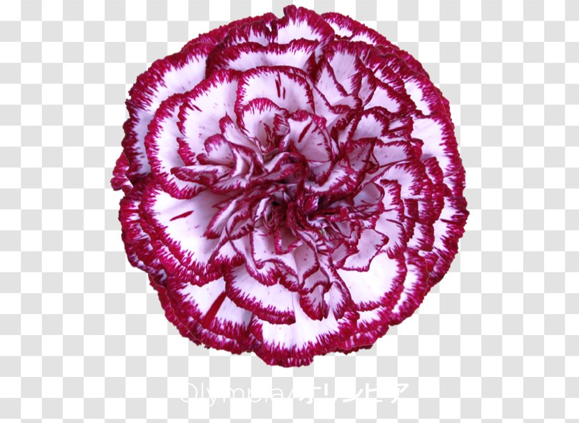 Carnation Colibri Flowers S.A. Tea Apple - Sa - Flower Transparent PNG