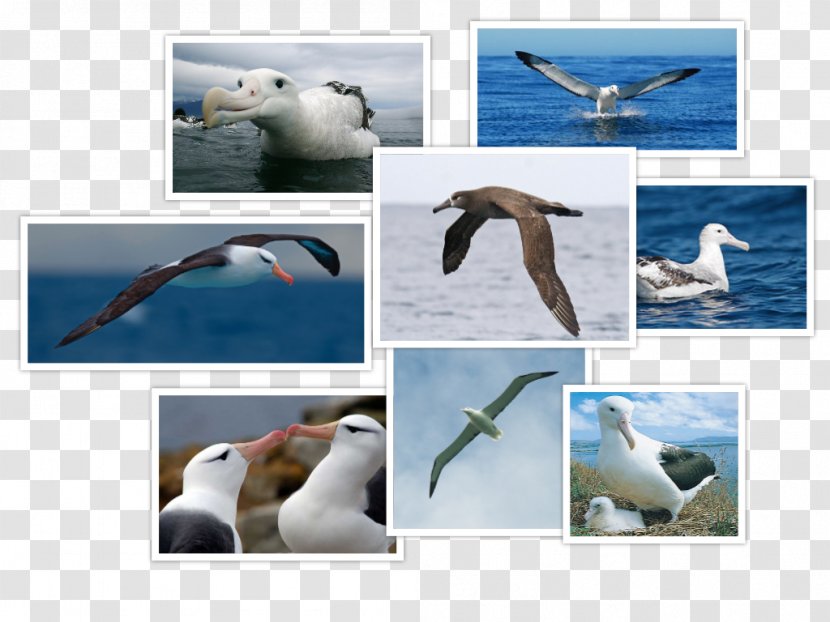 Seabird Gulls Wandering Albatross - Gull Transparent PNG