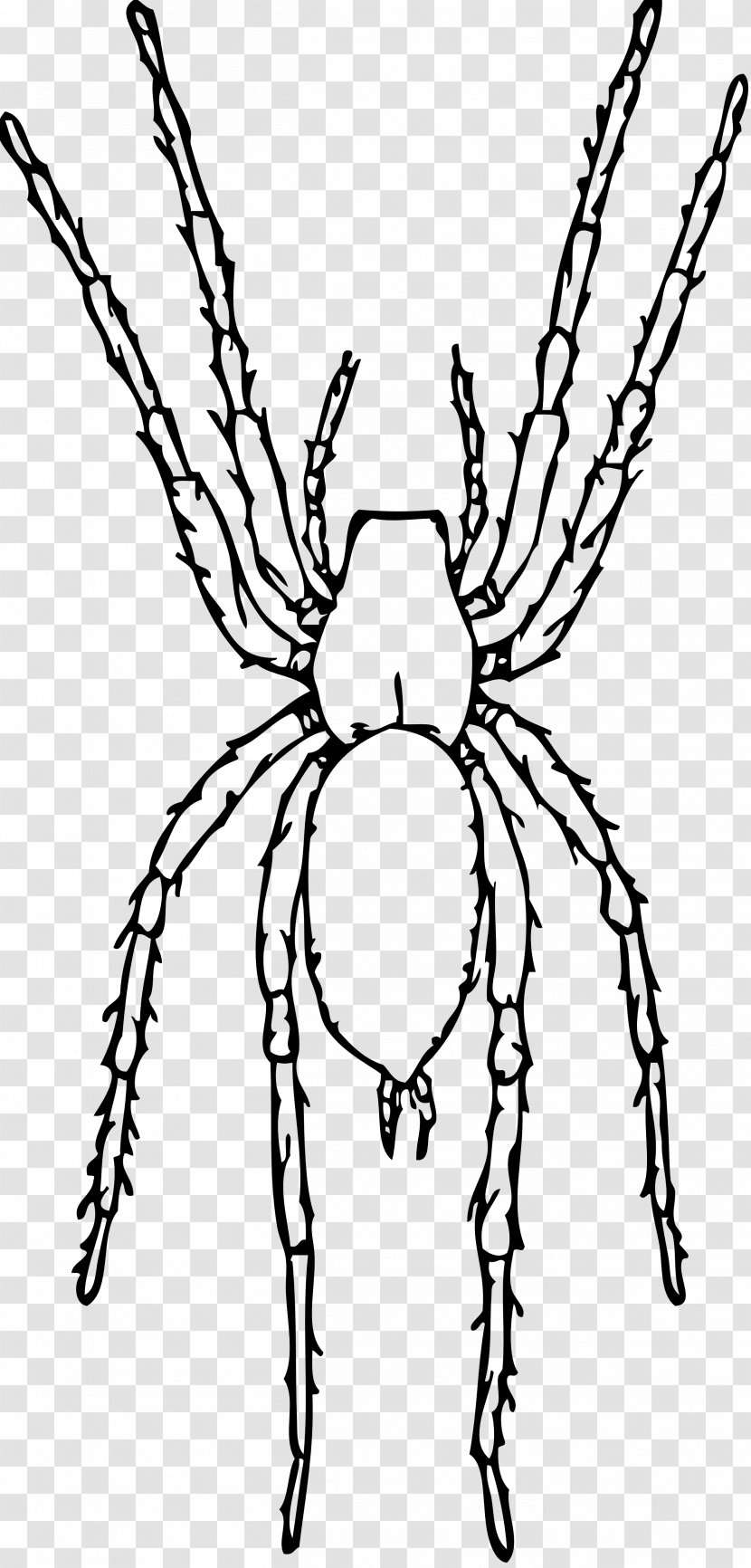Spider Drawing Clip Art - Organism - Spiders Transparent PNG