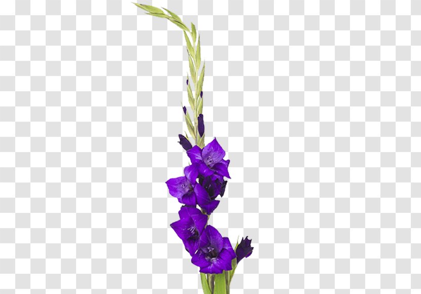 Gladiolus Cut Flowers Plant Stem Floral Design - Artificial Flower Transparent PNG