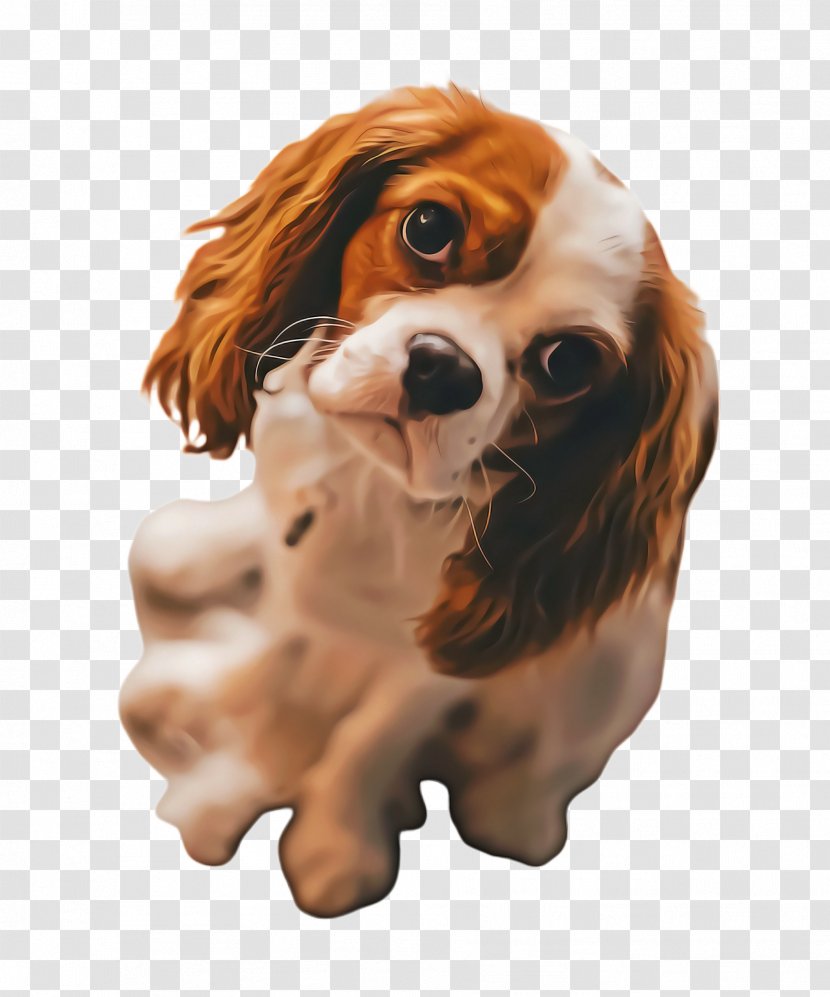 Cute Cartoon - King Charles Spaniel - Fawn Toy Dog Transparent PNG