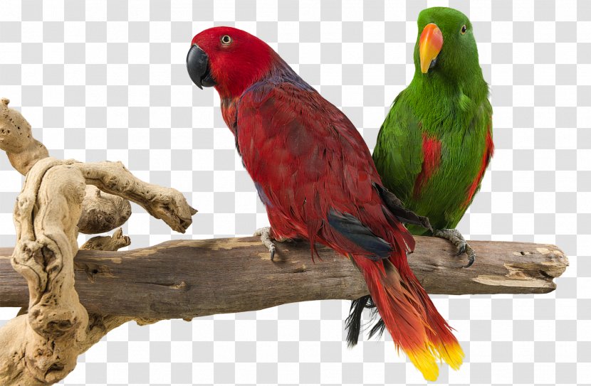 Parrot Budgerigar Lovebird Parakeet - Lories And Lorikeets Transparent PNG