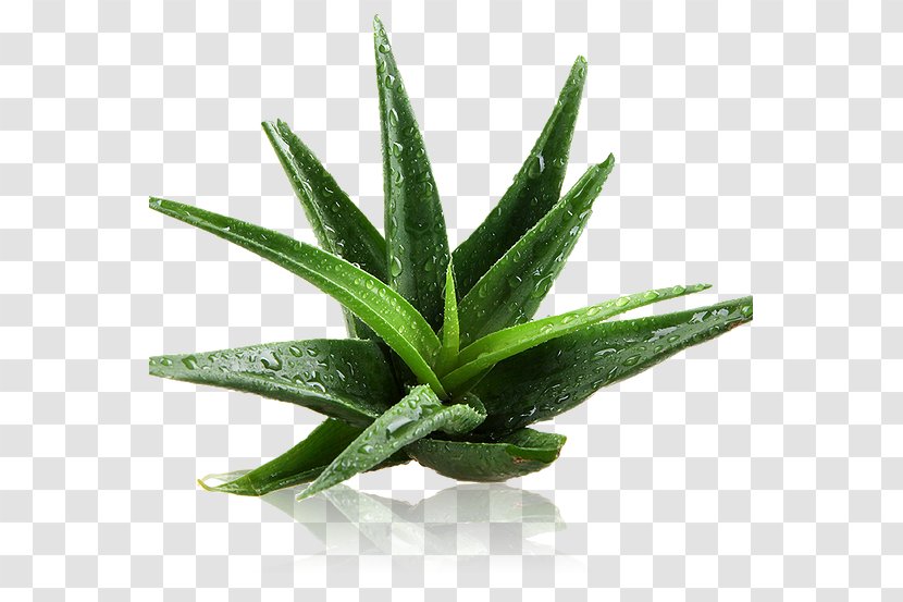 Aloe Vera Plant Gel Sunburn Cream - Skin Care Transparent PNG