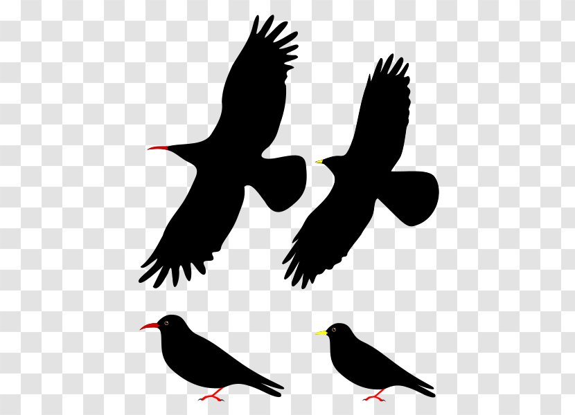 Bird Passerine Red-billed Chough Alpine Western Jackdaw - Owl Transparent PNG