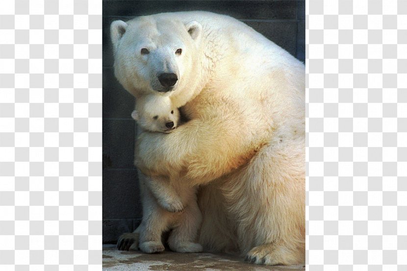 Polar Bear Louisiana Black Hug Grizzly - Mammal Transparent PNG