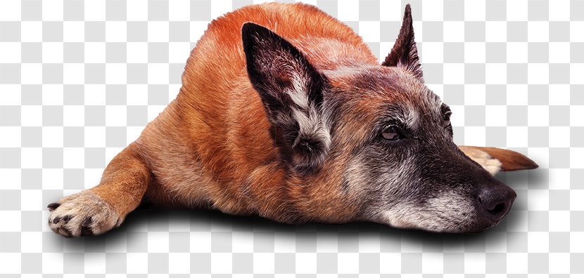 Dog Breed German Shepherd Malinois Belgian Kunming Wolfdog - Group - Powder Sequins Transparent PNG