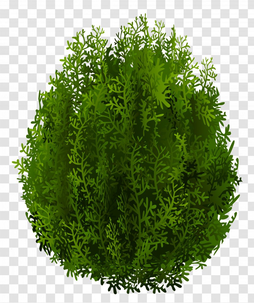 Cupressus Tree Clip Art - Herb - Cypress Clipart Image Transparent PNG