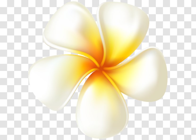 Desktop Wallpaper Clip Art - Museum - Plumeria Transparent PNG