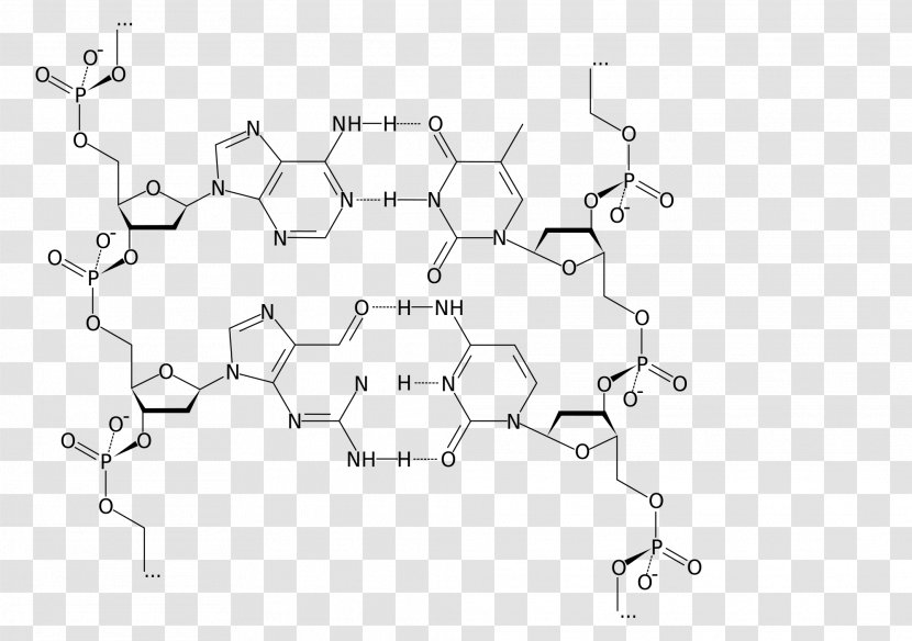 DNA Nucleic Acid Structure Adenine Cytosine - Frame - Formula 1 Transparent PNG