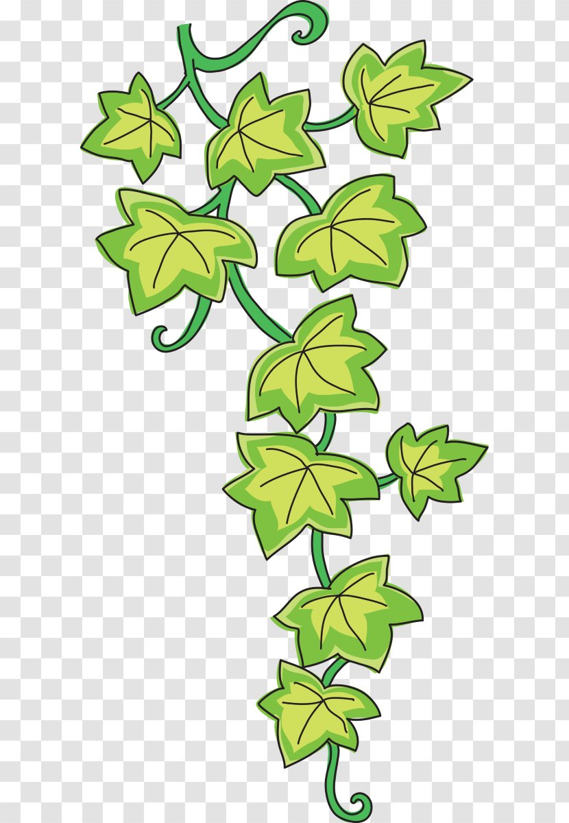 Common Ivy Drawing Vine Clip Art - Enredadera Transparent PNG