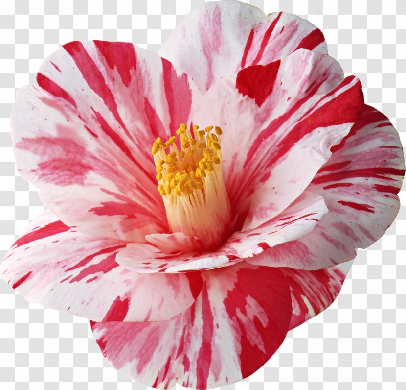 Flower Clip Art - Camellia - Pink Transparent PNG