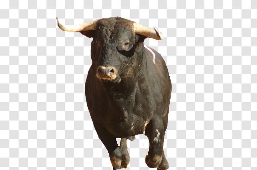 Spanish-style Bullfighting Cattle San Fermín Aranjuez - Taureau Transparent PNG