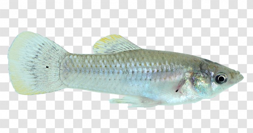 Tilapia Guppy Bony Fishes Perch - Seafood - Fish Transparent PNG