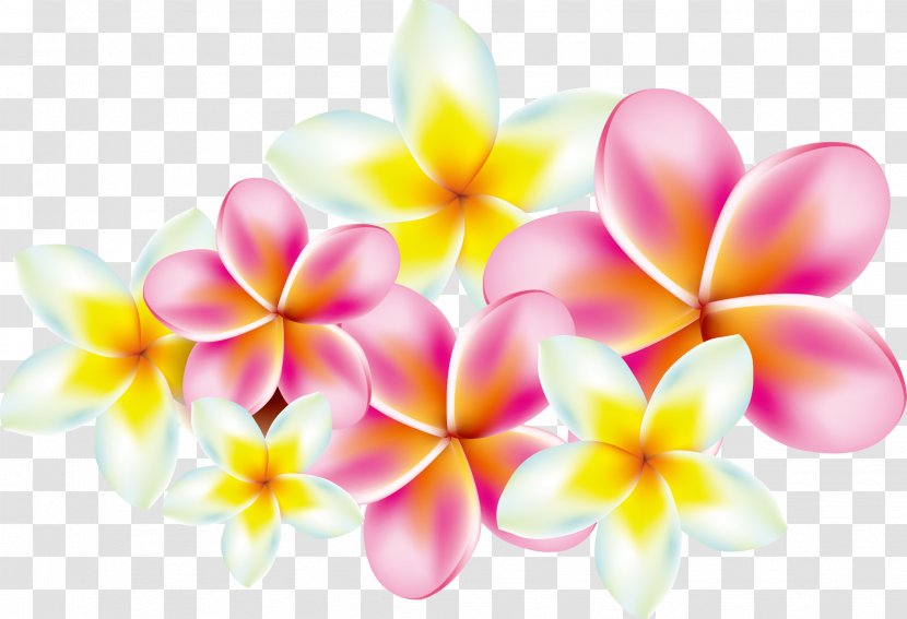 Flower Frangipani Clip Art - Floral Design - Plumeria Transparent PNG