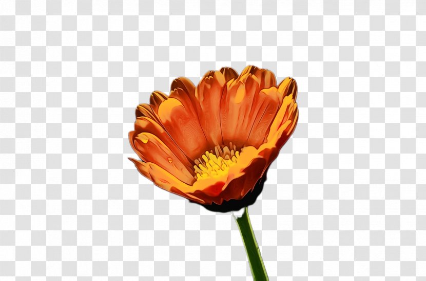 Watercolor Flower Background - Calendula - Pollen Daisy Family Transparent PNG