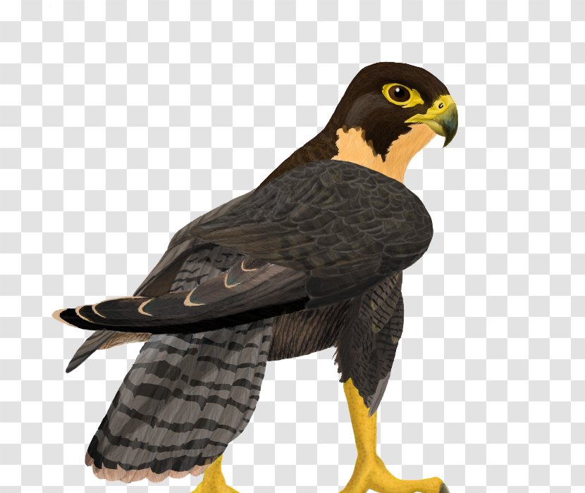 Falcon Clip Art - Bird - Free Image Transparent PNG