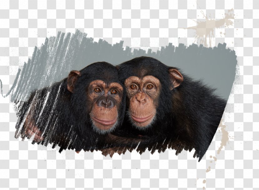 Common Chimpanzee Homo Sapiens Tourist Attraction Elephantidae Myrtle Beach Transparent PNG