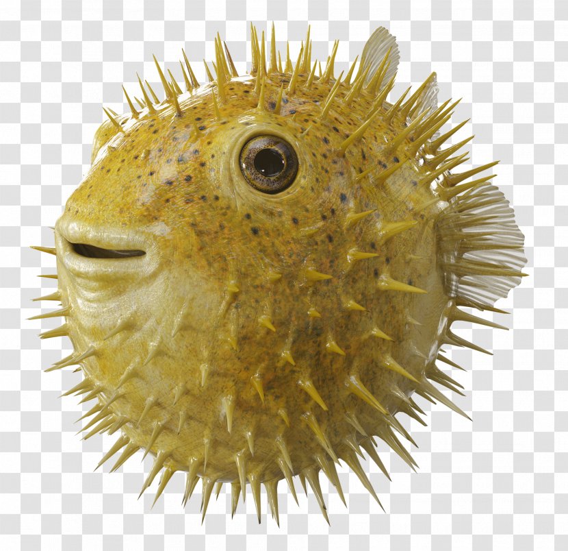 Angel Of The Lord Bank Pufferfish Film Production Companies - Company Transparent PNG