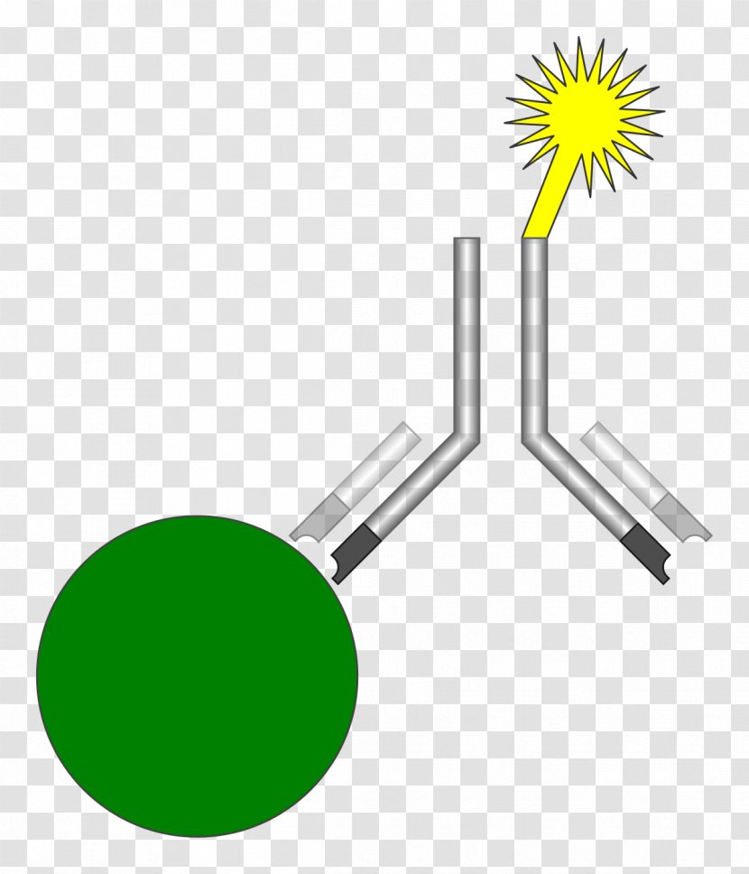 Radioimmunoassay ELISA Analyte - Immunoassay - Illustration Paper Transparent PNG