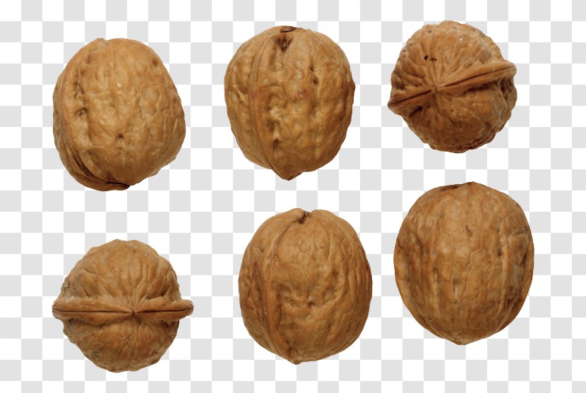 English Walnut Clip Art - Juglans - Photos Transparent PNG