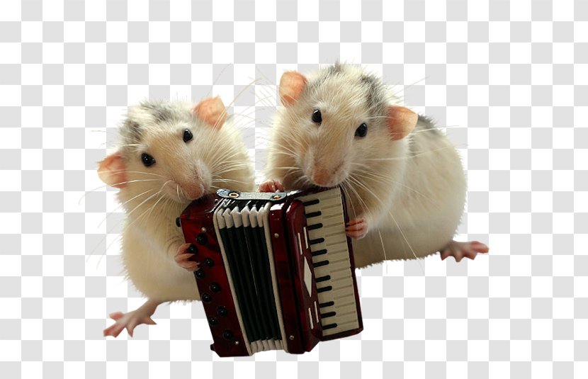 Mouse Rat Rodent Cuteness - Flower - Little Playing Accordion Transparent PNG
