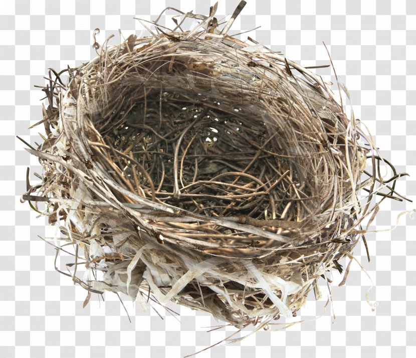 Bird Nest - Pptx Transparent PNG