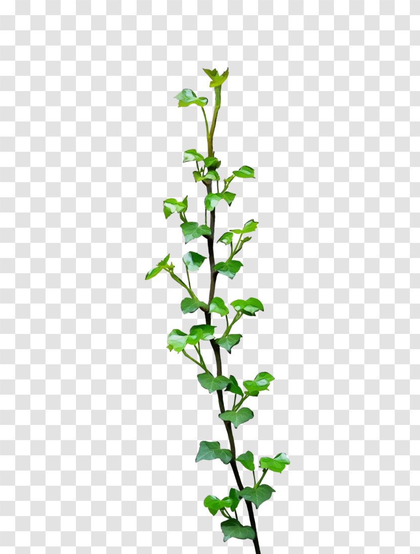 Twig Plant Stem Subshrub Leaf Flower - Figwort Mock Orange Transparent PNG