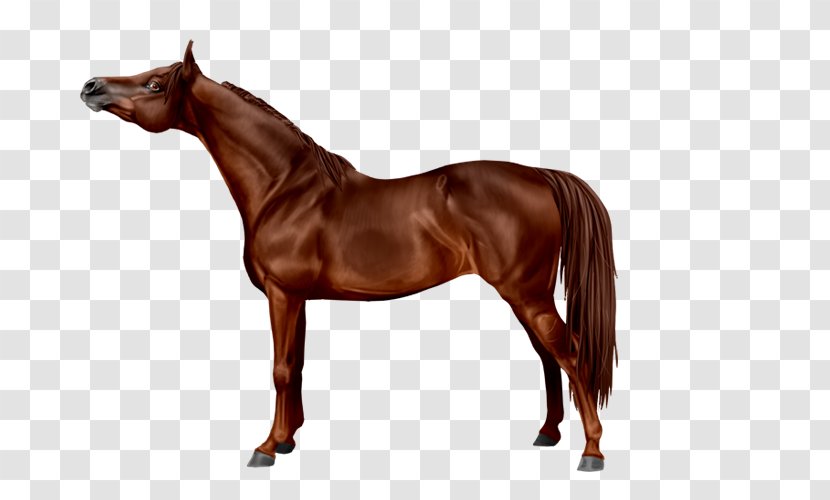 Arabian Horse Breyer Animal Creations Colt Foal Model - Sorrel Transparent PNG