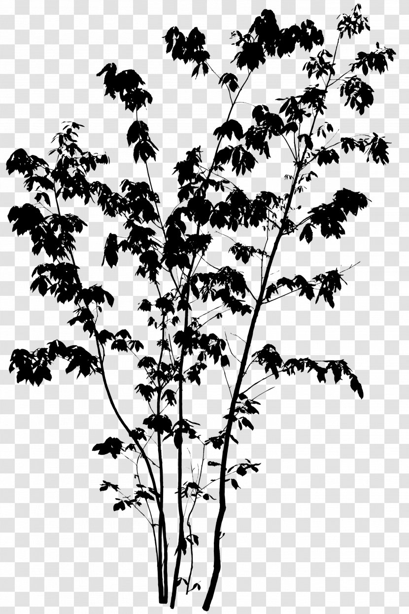 Twig Silhouette Quercus Serrata Tree Image - Plant Stem - Autocad Transparent PNG
