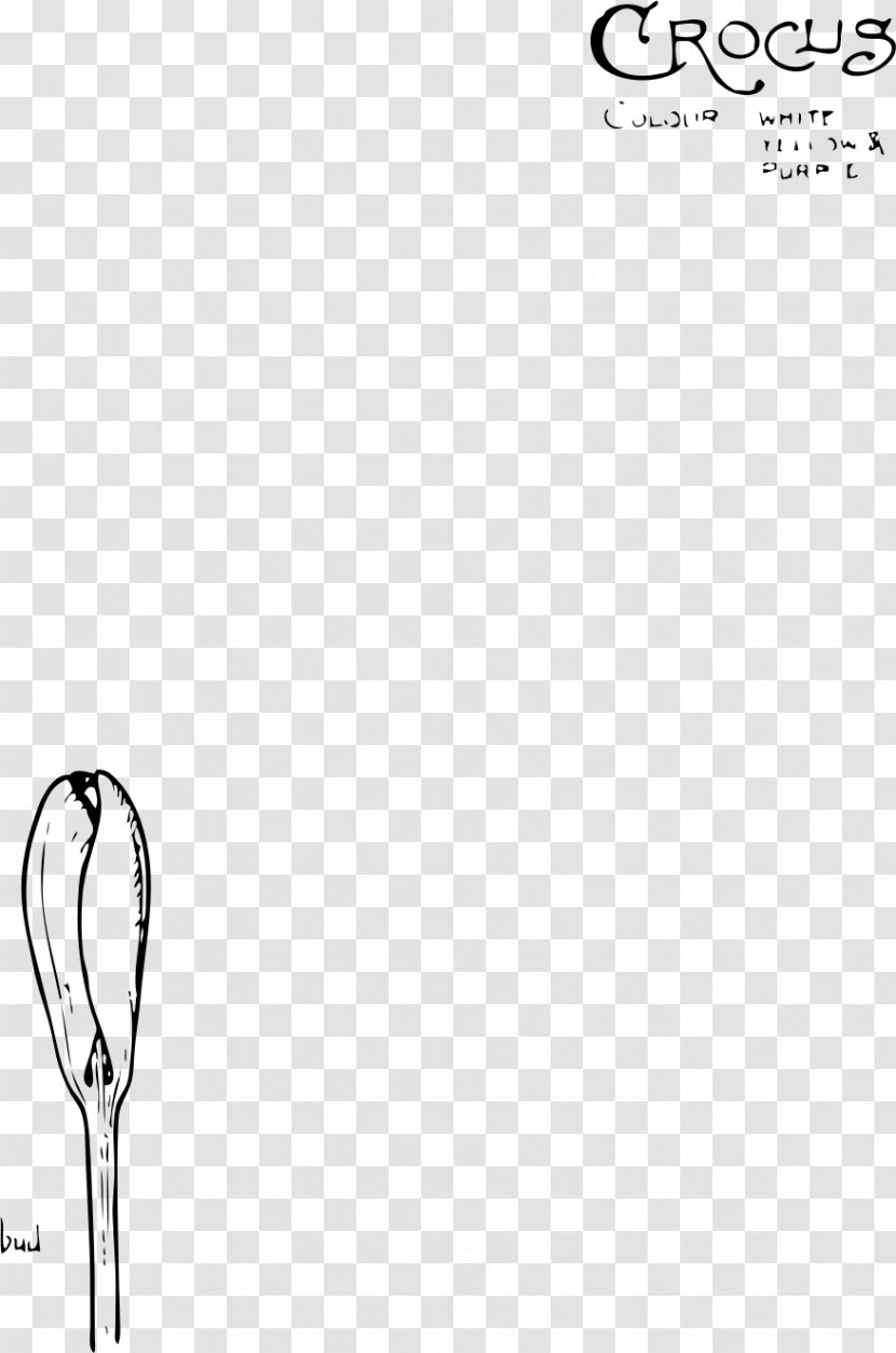 Crocus Vernus Flower Drawing Clip Art Transparent PNG