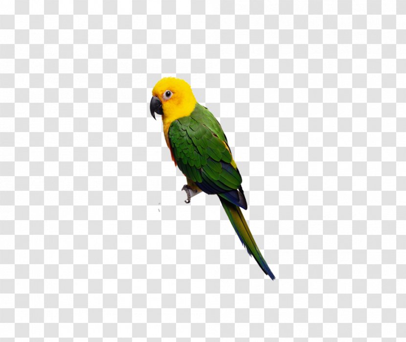 Lovebird Budgerigar Cockatoo Cockatiel - Bird - Parrot Transparent PNG