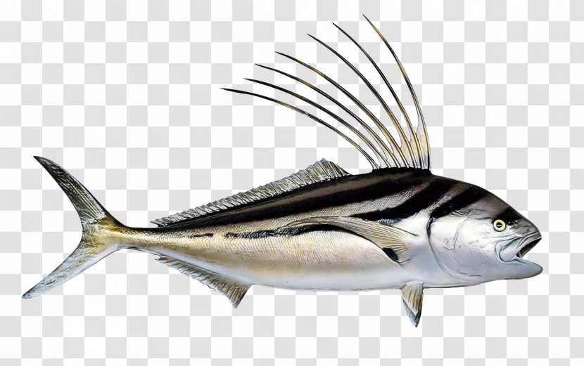 Fish Fish Fin Albacore Fish Marlin Transparent PNG