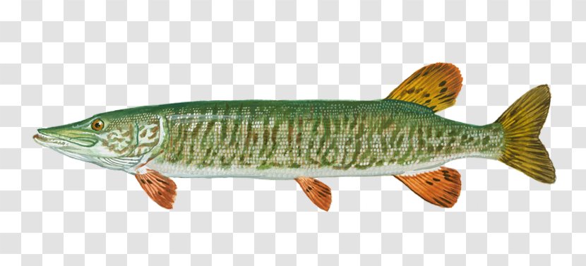 Northern Pike Tiger Muskellunge Fishing Salmon - Heart Transparent PNG