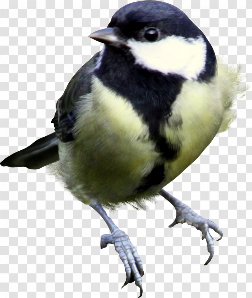 Chirping Bird Android Feather - Great Tit - Birds Transparent PNG