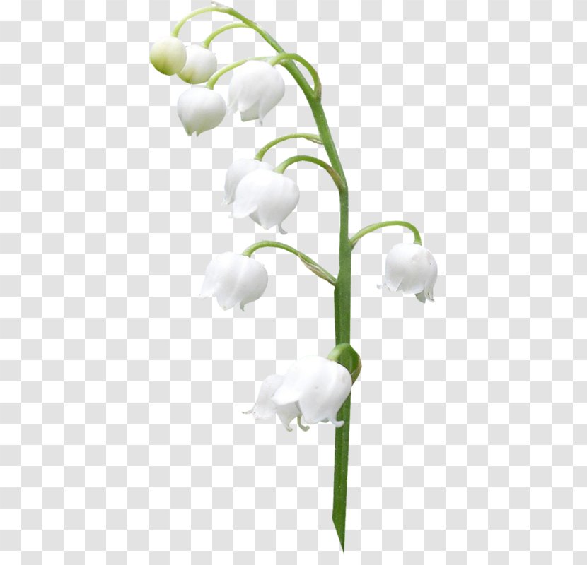 Lily Of The Valley Image Orchids Clip Art - Flower Transparent PNG