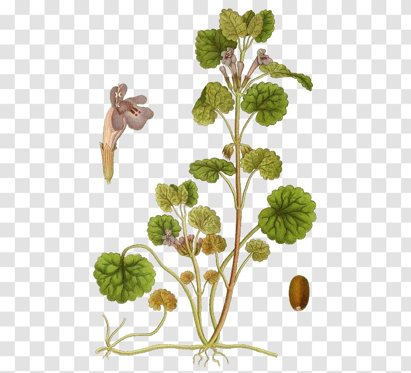 Ground-ivy Common Ivy Medicinal Plants Veronica Hederifolia - Herbal Tea - Daucus Carota Transparent PNG